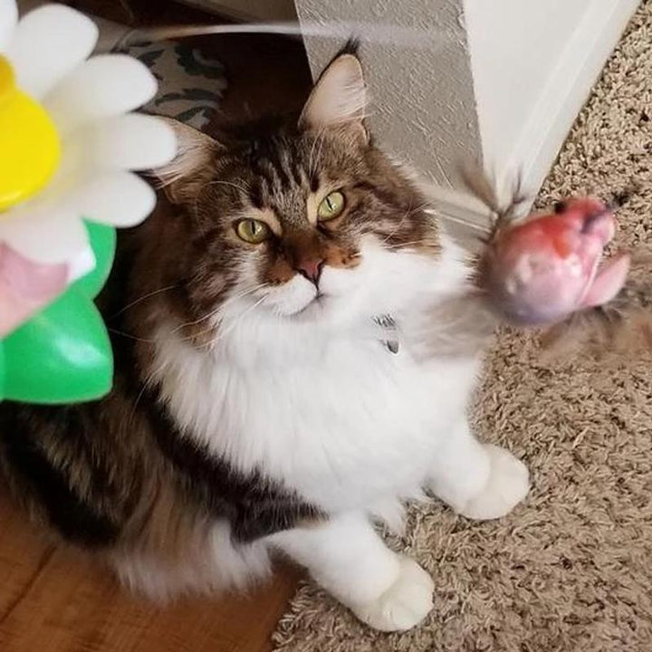 Interactive Bird Toy for Cats - Purrfect Play