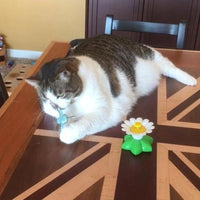Interactive Bird Toy for Cats - Purrfect Play