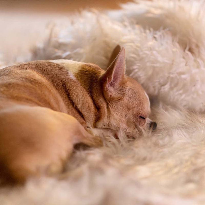 Luxe Waterdichte Huisdierendeken - CozyPaw™