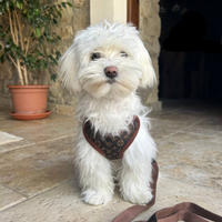 Dog Harness and Leash Set – PawLuxe