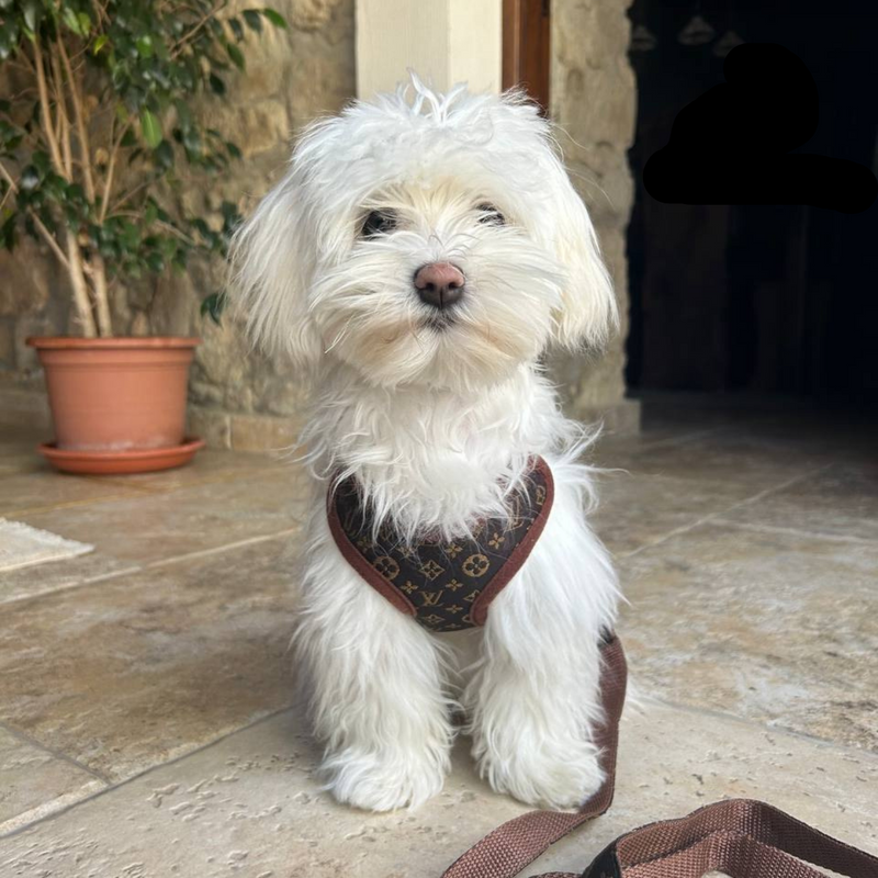 Dog Harness and Leash Set – PawLuxe