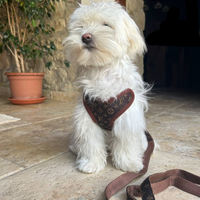 Dog Harness and Leash Set – PawLuxe