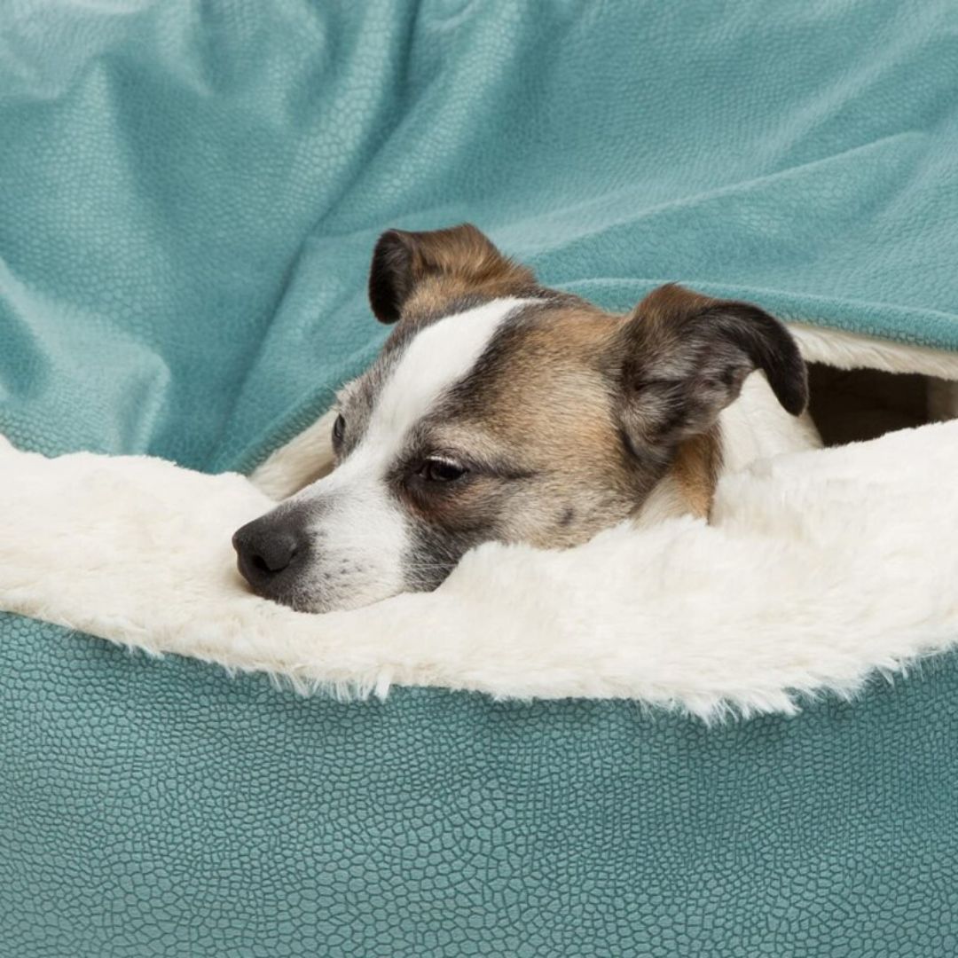 Honden Knuffelgrot - SnuggleNest