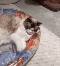 Interactieve Katten Speelmat - PurrPulse