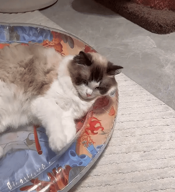 Interactieve Katten Speelmat - PurrPulse