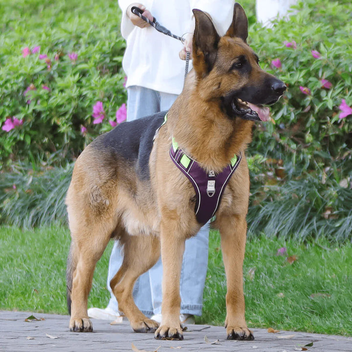 Anti-Pull Dog Harness with Comfort Padding – PullFree