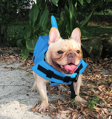 Honden Zwemvest - AquaPup
