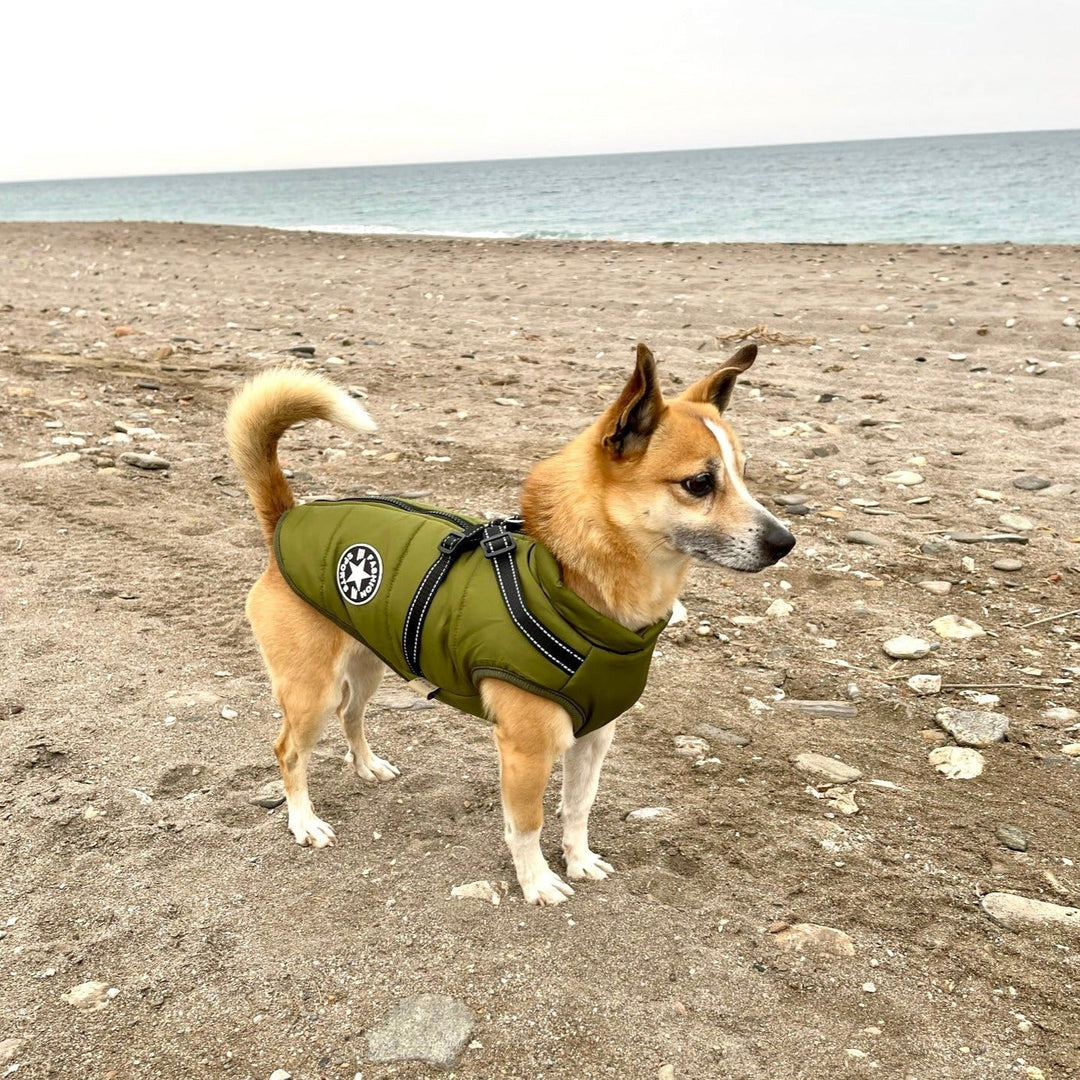 Hond in groene jas met harnas, zijaanzicht op een kiezelstrand met de zee op de achtergrond. 10