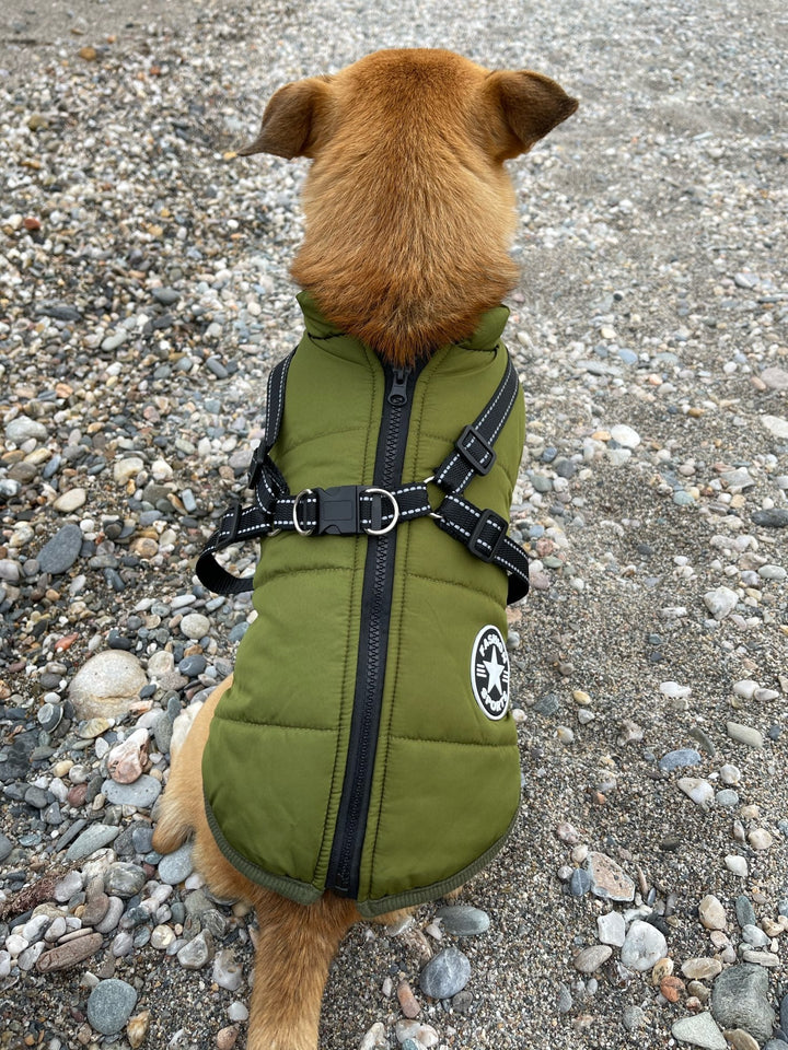 Achterkant van een hond in groene jas met rits langs de rug en kruisend harnas, zittend op kiezels. 13