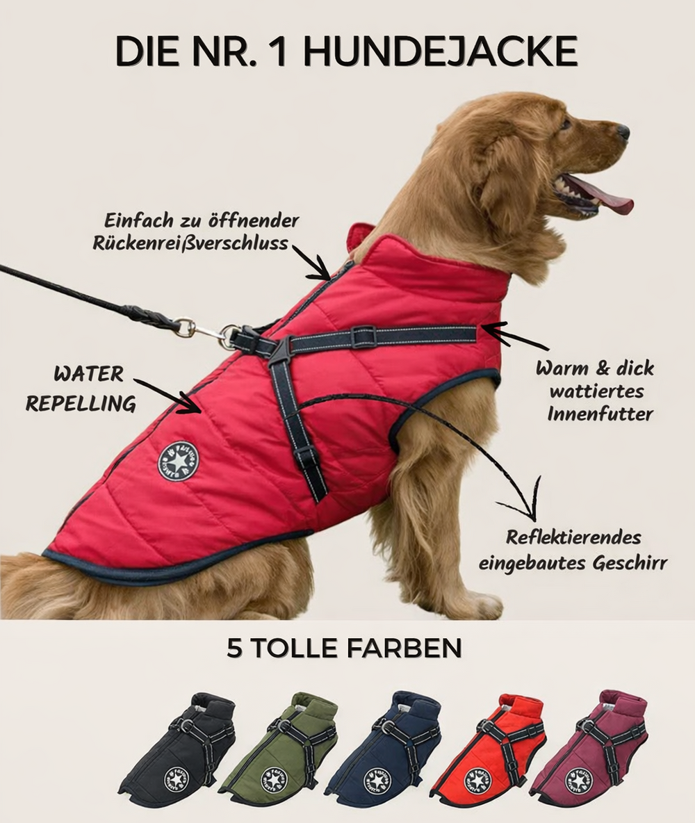 Golden retriever in rode jas met geïntegreerd harnas aan de lijn, met infographic over rugrits, waterafstotend, warme voering en kleuren. 2