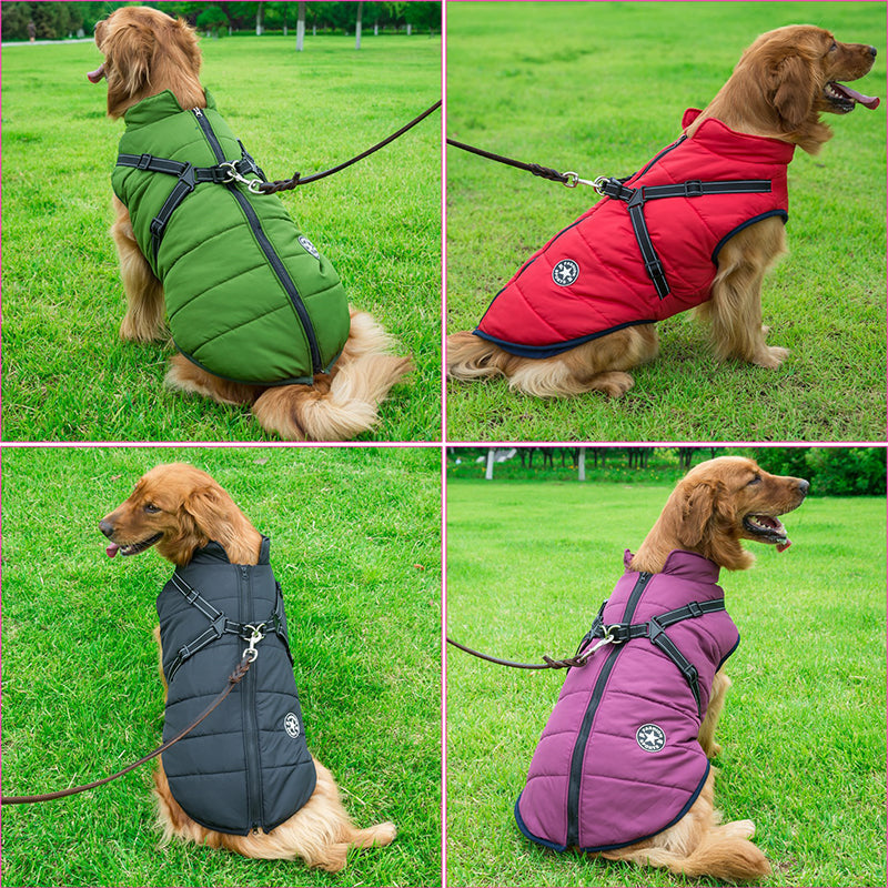 Vier collagefoto's van een golden retriever in groene, rode, zwarte en paarse jas met harnas, zittend op gras. 3