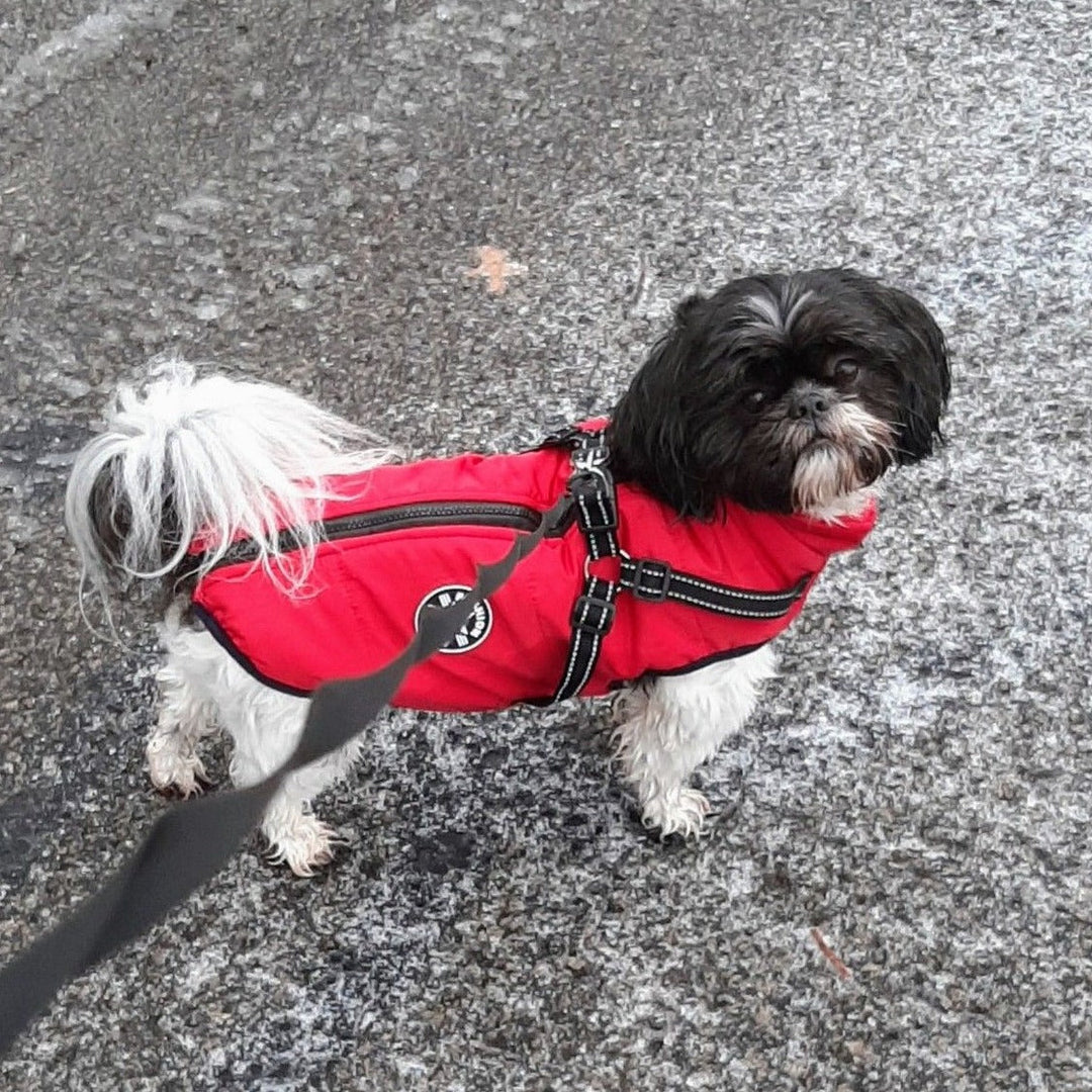 Shih tzu in rode jas met zwart reflecterend harnas aan de lijn, staand op nat grijs asfalt. 9