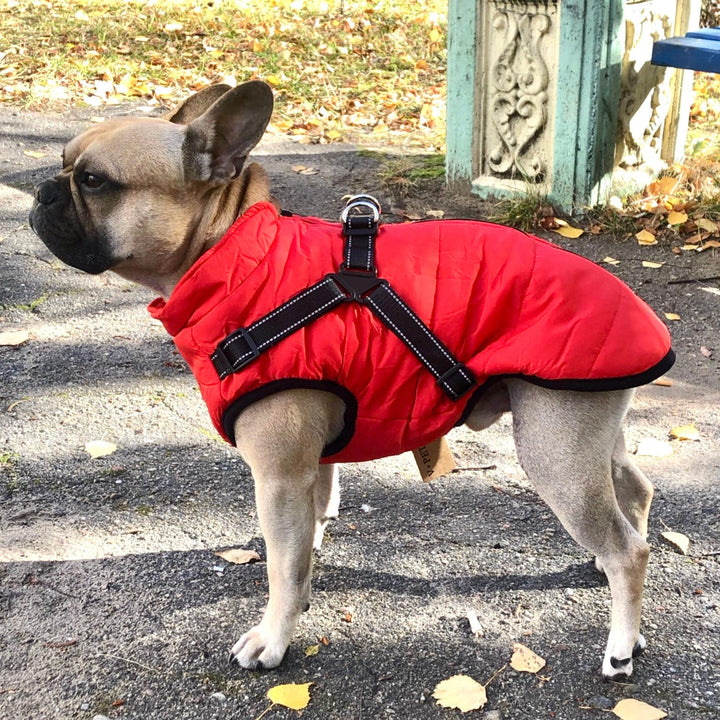 Franse bulldog in rode gewatteerde jas met zwart harnas met reflecterende bandjes, zijaanzicht op een bospad met herfstbladeren. 1