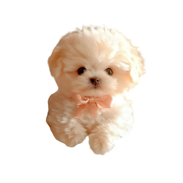 Pluizig crèmekleurig knuffelpuppy met een zacht roze strikje om de hals, vrijgesteld tegen een witte achtergrond. 1