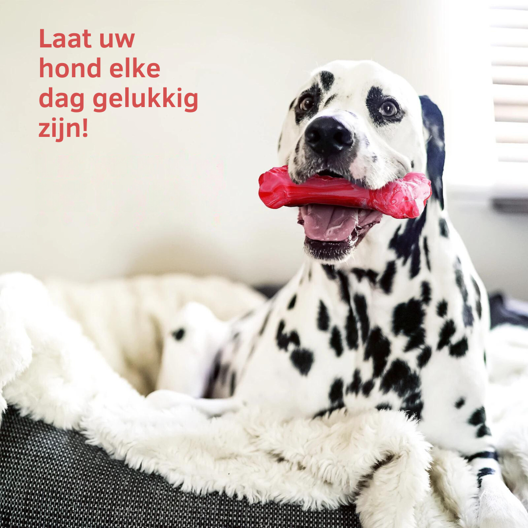 The Playful Dental Care Toy for Dogs - BuddyChew