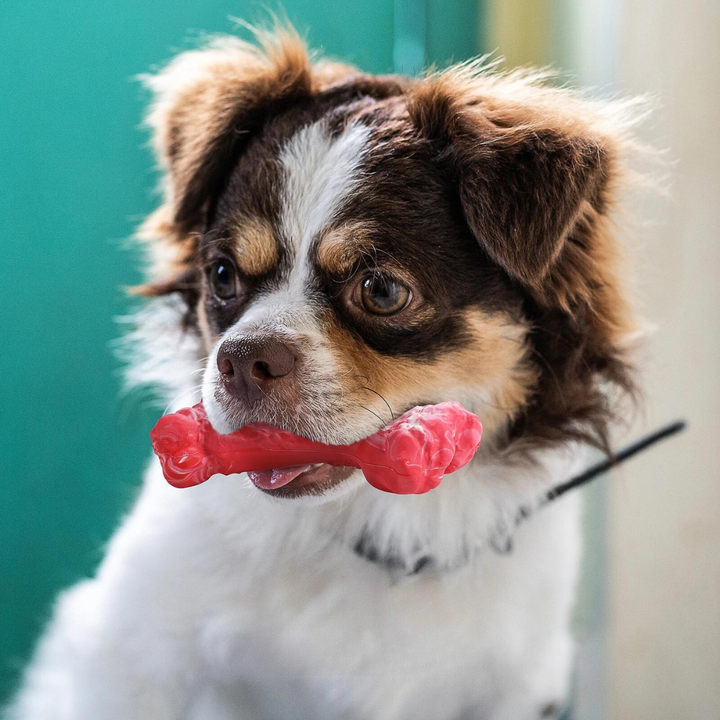 The Playful Dental Care Toy for Dogs - BuddyChew