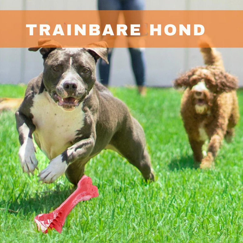 The Playful Dental Care Toy for Dogs - BuddyChew