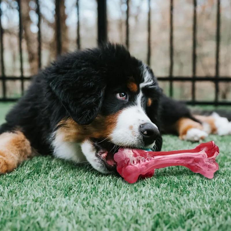 The Playful Dental Care Toy for Dogs - BuddyChew