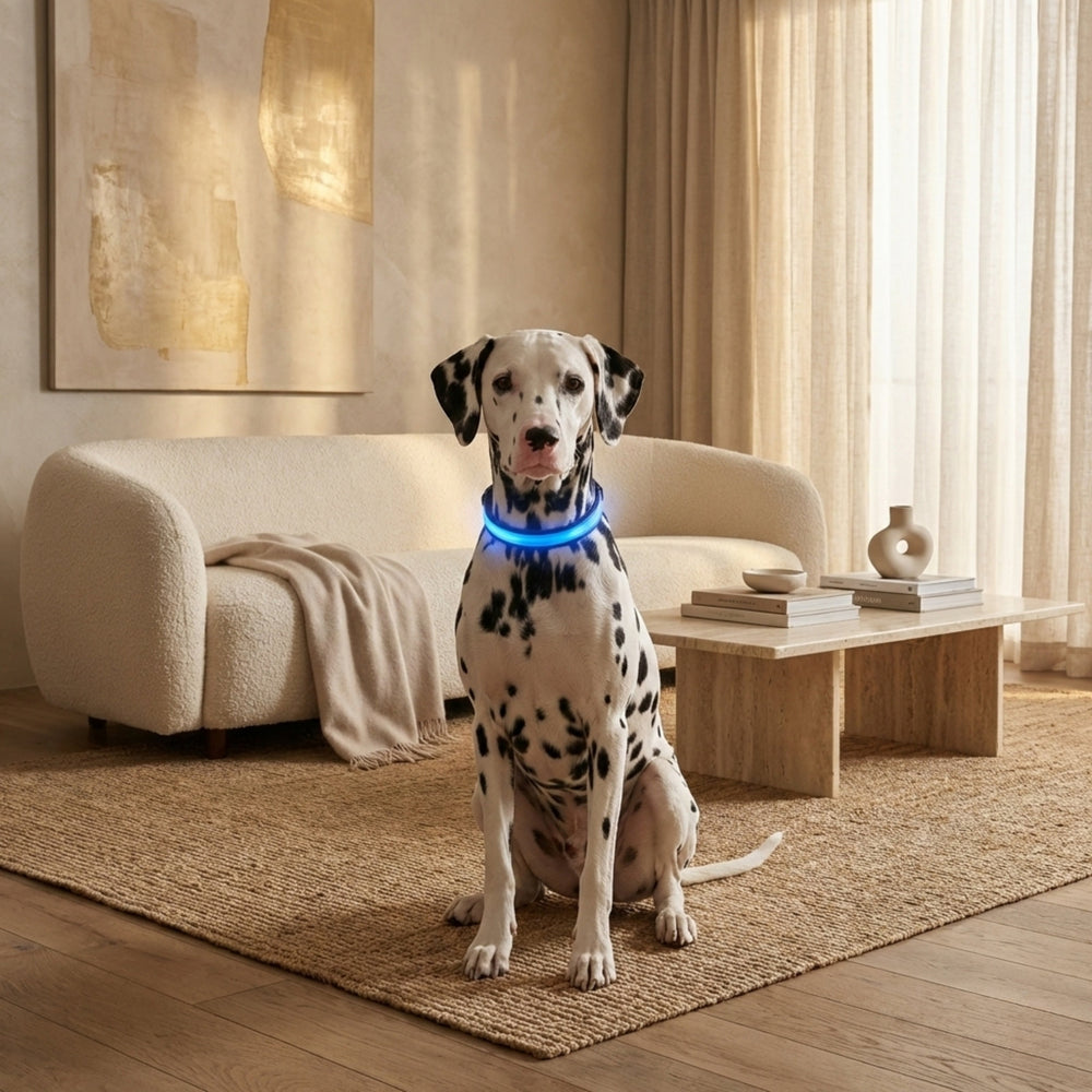 Dalmatische hond zit in een woonkamer en draagt een halsband met blauw oplichtende led-strook om de nek. 2