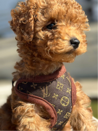 Dog Harness and Leash Set – PawLuxe