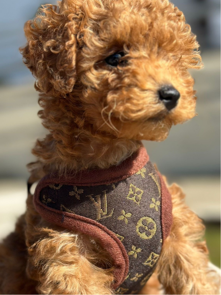 Dog Harness and Leash Set – PawLuxe