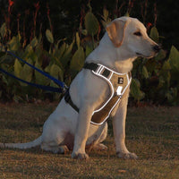 Anti-Pull Dog Harness with Comfort Padding – PullFree