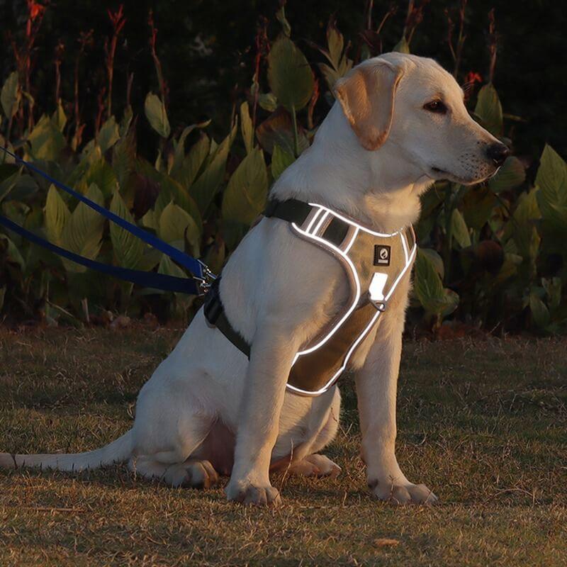 Anti-Pull Dog Harness with Comfort Padding – PullFree