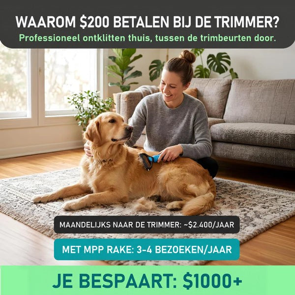 Vrouw kamt thuis op een tapijt een liggende golden retriever met de blauwe vachtkam in de woonkamer. 2
