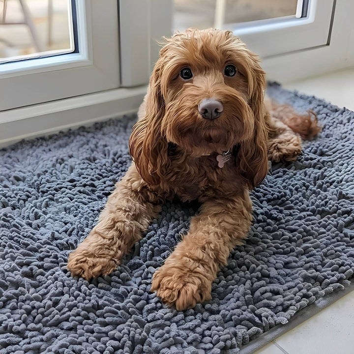 Bruine krullende hond ligt op de grijsblauwe chenille mat voor een raam, met zijn poten op de zachte pluisjes. 2