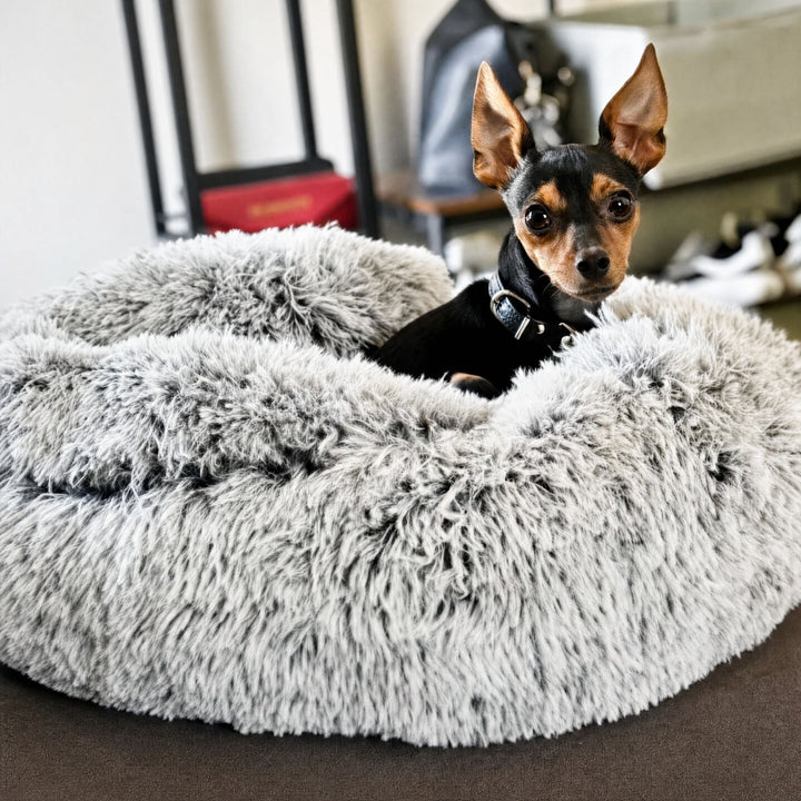 Kleine zwarte hond met rechtopstaande oren kijkt over de rand van het dikke, grijsgespikkelde pluchen holbed. 10