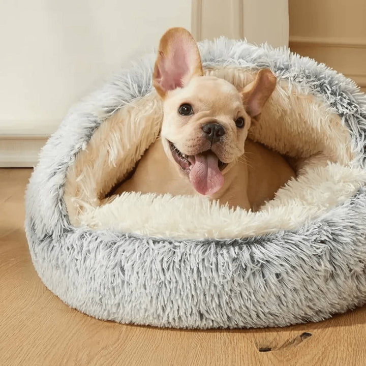 Jonge Franse bulldog met uitgestoken tong ligt in het grijze pluchen holbed met crèmekleurige binnenkant op een houten vloer. 1