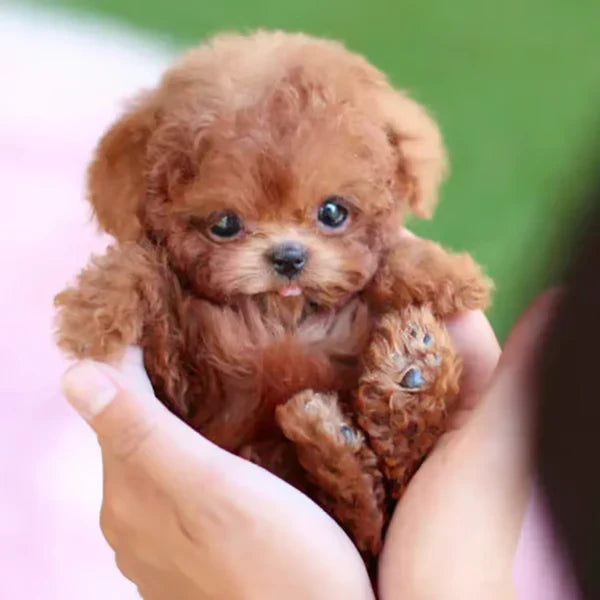 Roodbruin krullend pluchen puppy ligt in twee handen, met zijn pootjes zichtbaar en een groene achtergrond. 6