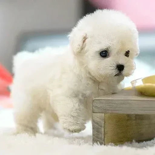 Wit pluchen puppy staat op een zacht tapijt naast een houten tafeltje en zet een pootje naar voren. 7