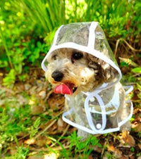Transparent Waterproof Raincoat for Dogs - DryPaw