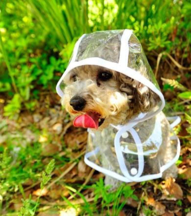 Transparent Waterproof Raincoat for Dogs - DryPaw