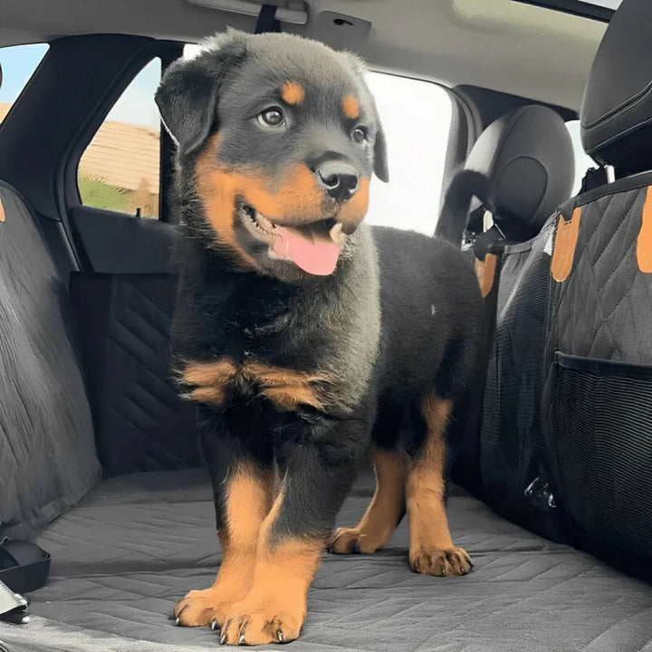 Rottweilerpuppy met tong naar buiten staat op het zwarte, gewatteerde bankbed op de achterbank van een auto. 10