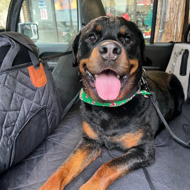 Rottweiler met groene bandana ligt tevreden op de zwarte bekleding, met een zijvak van gaas en gewatteerde zijkant zichtbaar. 3