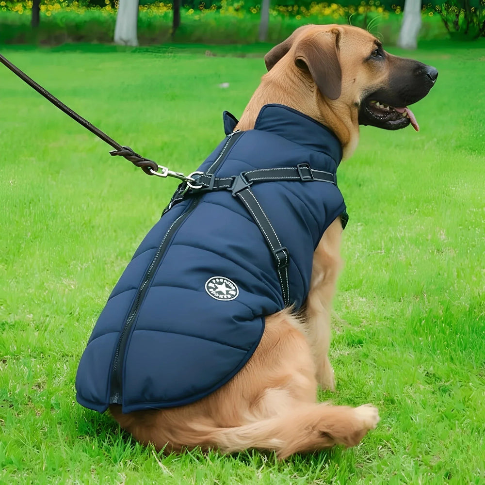 Grote hond zit in het gras in een marineblauwe gewatteerde jas met tuigje, vastgemaakt aan een lijn. 2