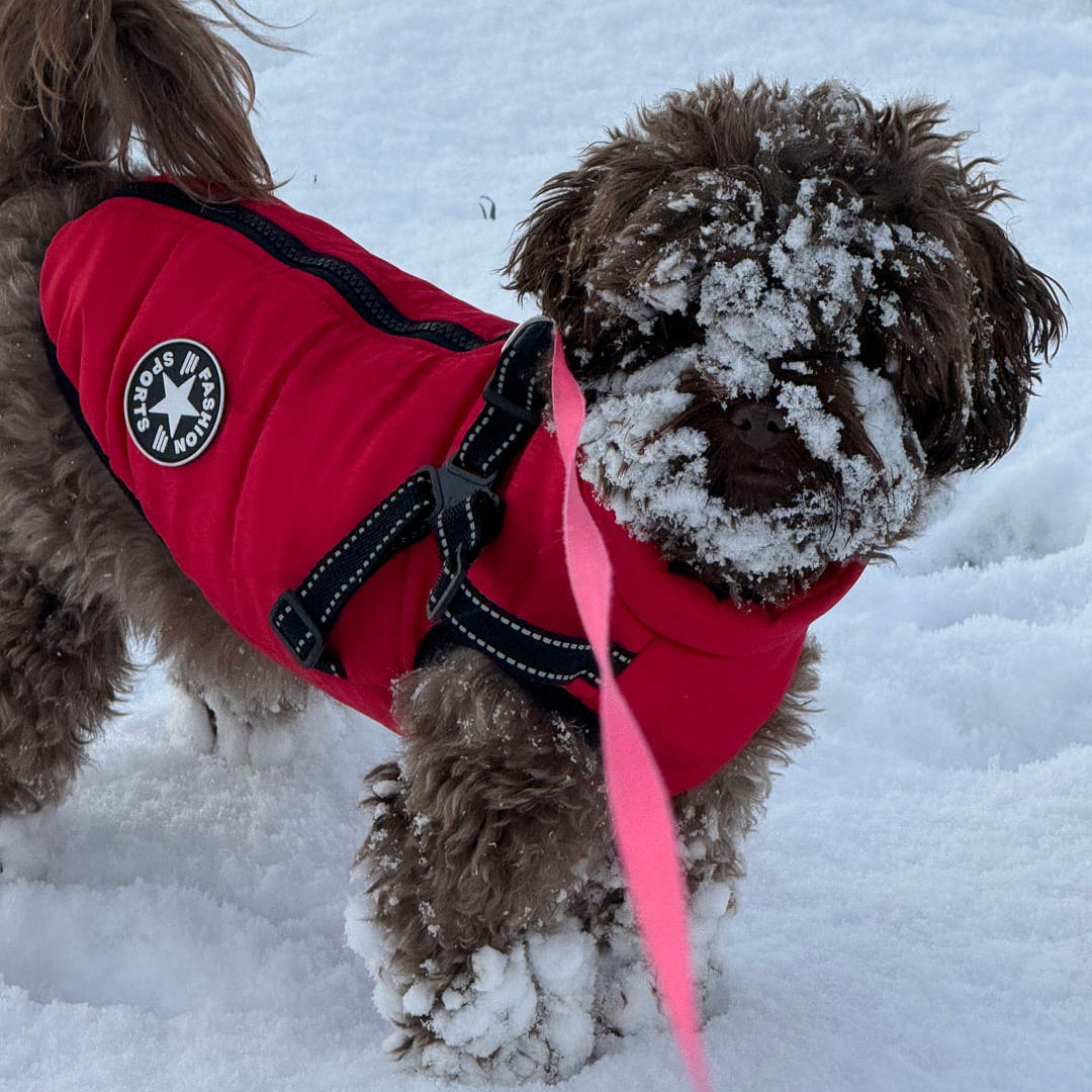 Kleine hond met sneeuw op de snuit in de sneeuw, gekleed in een rode jas met tuigje en roze lijn. 11