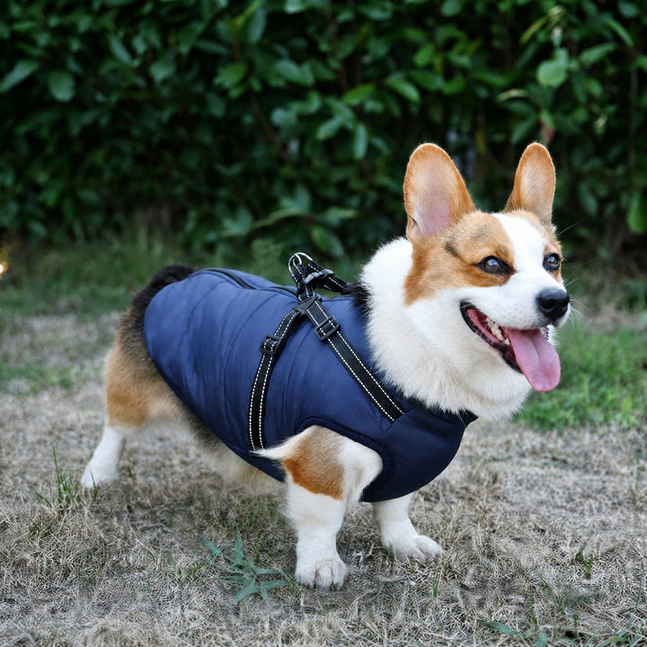 Corgi staat buiten in een marineblauwe gewatteerde jas met zwart tuigje met reflecterende stiksels. 3
