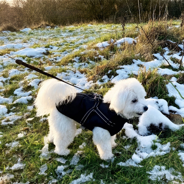 Wit hondje aan de lijn op een met sneeuw bedekt grasveld in een donkere jas met tuigje. 13