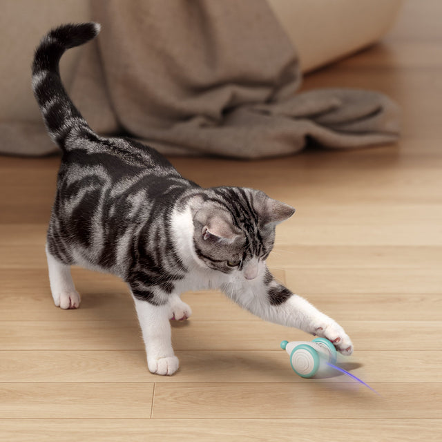 Het Ultieme Kauwbestendige Kattenspeelgoed - WhiskerPlay