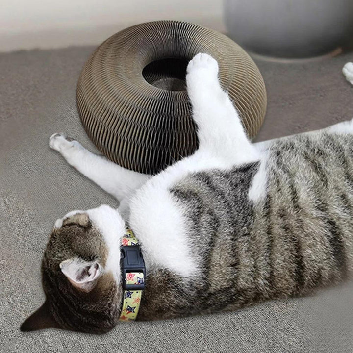 Aktywna zabawa dla twojego kota - PurrFit