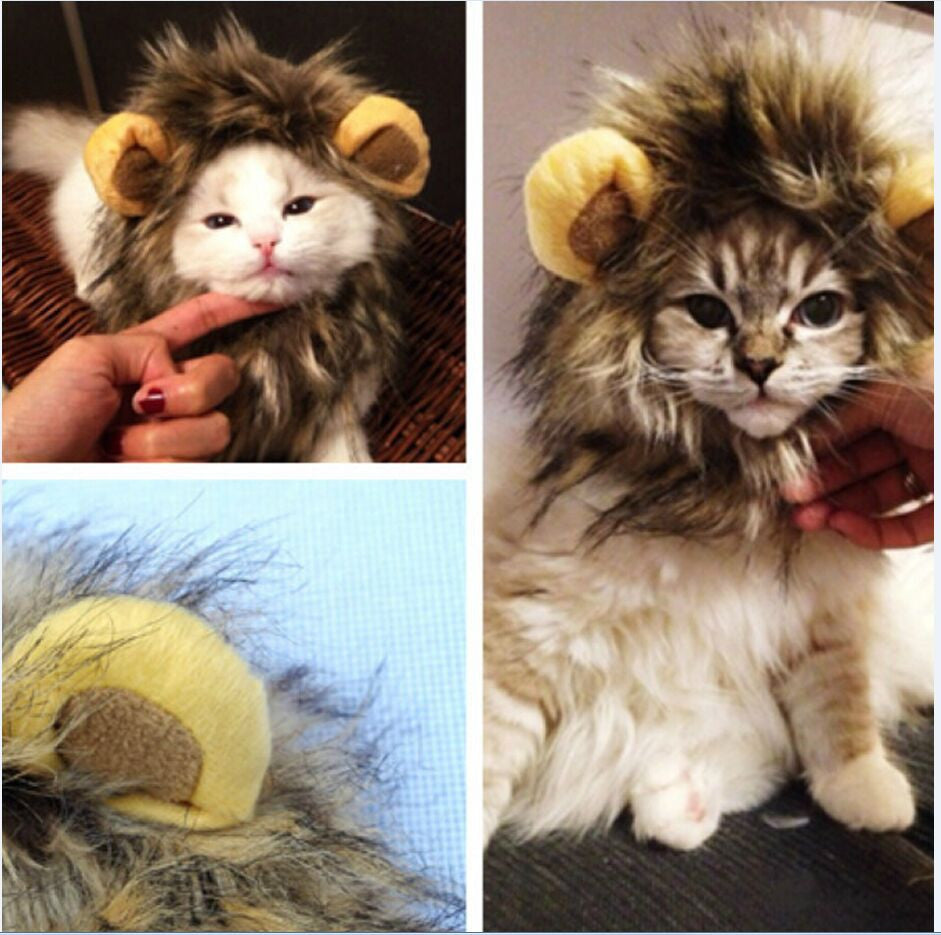 Lion Manes for Your Cat - LionPaws