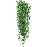 Sammy Jackson™ Evergreen™ | Ongeacht het seizoen zijn jouw bladeren levendig en groen!