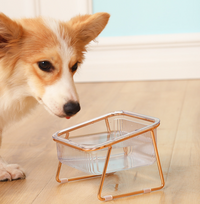 Trendy Feeding Bowl | Let your pets eat in style